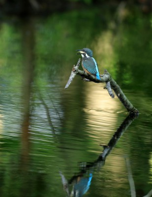 カワセミ