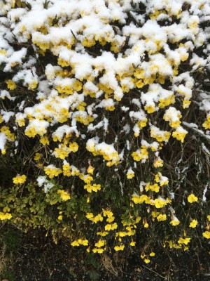 なごりの雪？