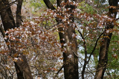 山桜の仲間