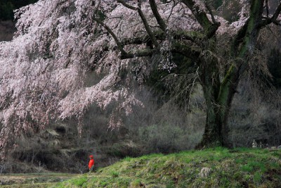 地蔵桜