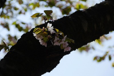 山桜