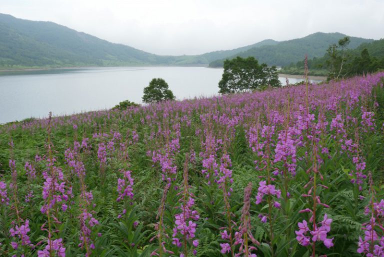 ヤナギラン 自然写真家 新井幸人の世界へ