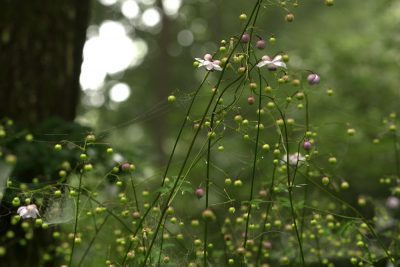 レンゲショウマ