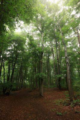 赤城自然園